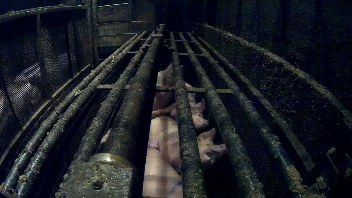 Todeskampf im Kohlendioxid: Animal Rights Watch veröffentlicht Aufnahmen aus &quot;Tierwohl&quot;-Schweine-Schlachtbetrieb im Kreis Vechta