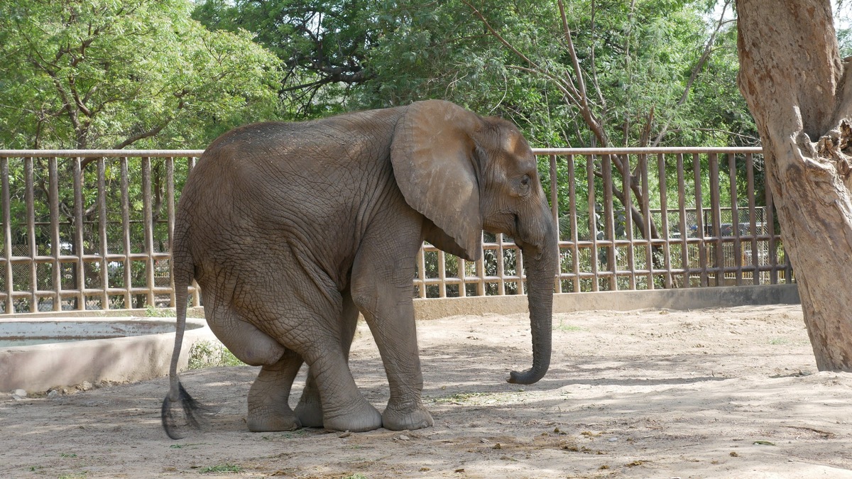 QUATRE PATTES au chevet de Noor Jehan, une éléphante du zoo de Karachi au Pakistan