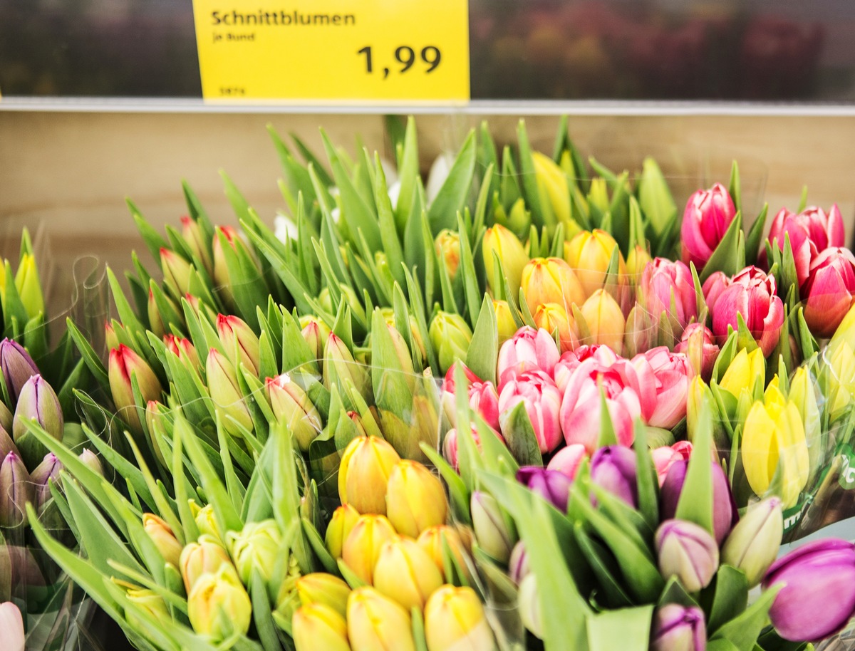 ALDI handelt nachhaltige Blumen und Pflanzen