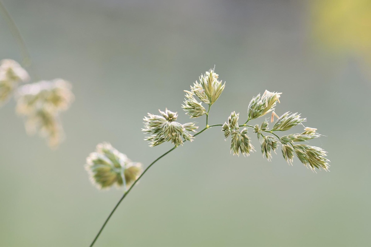 Communiqué de presse: une saison pollinique digne de superlatifs