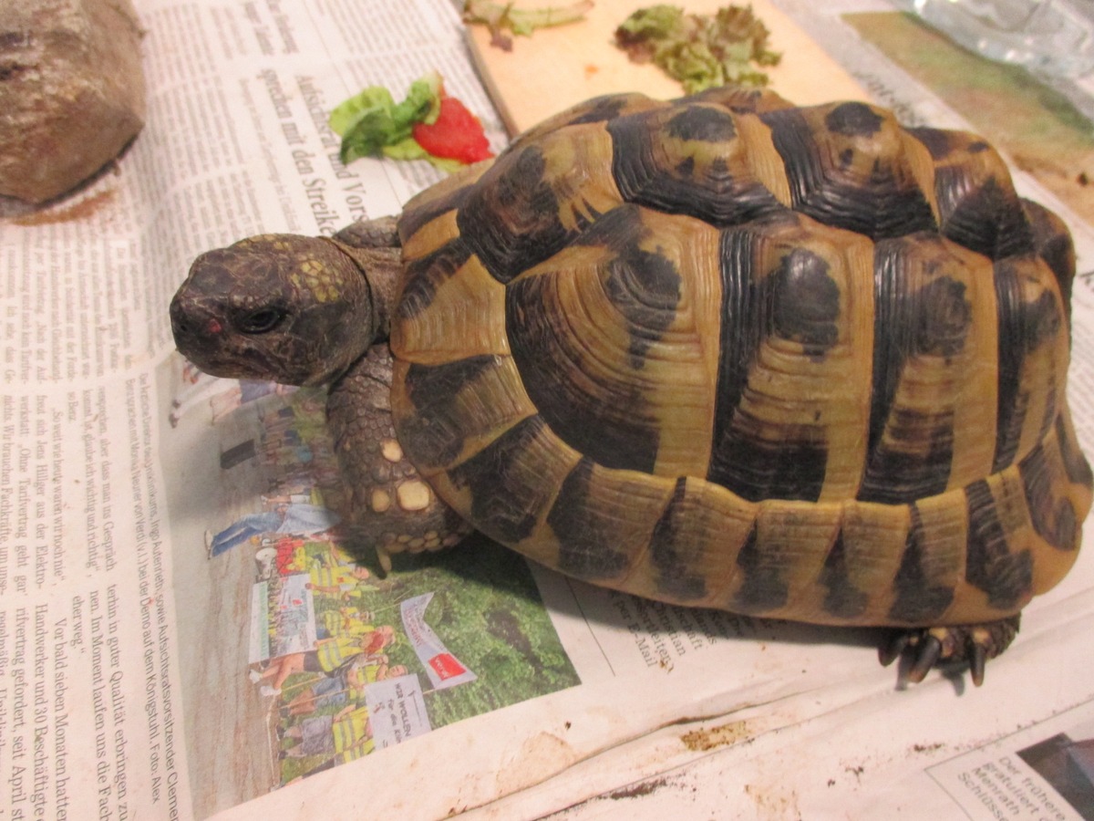 POL-MA: Neckargemünd/ Rhein-Neckar-Kreis: Schildkröte ausgebüxt - Polizei sucht Eigentümer/in