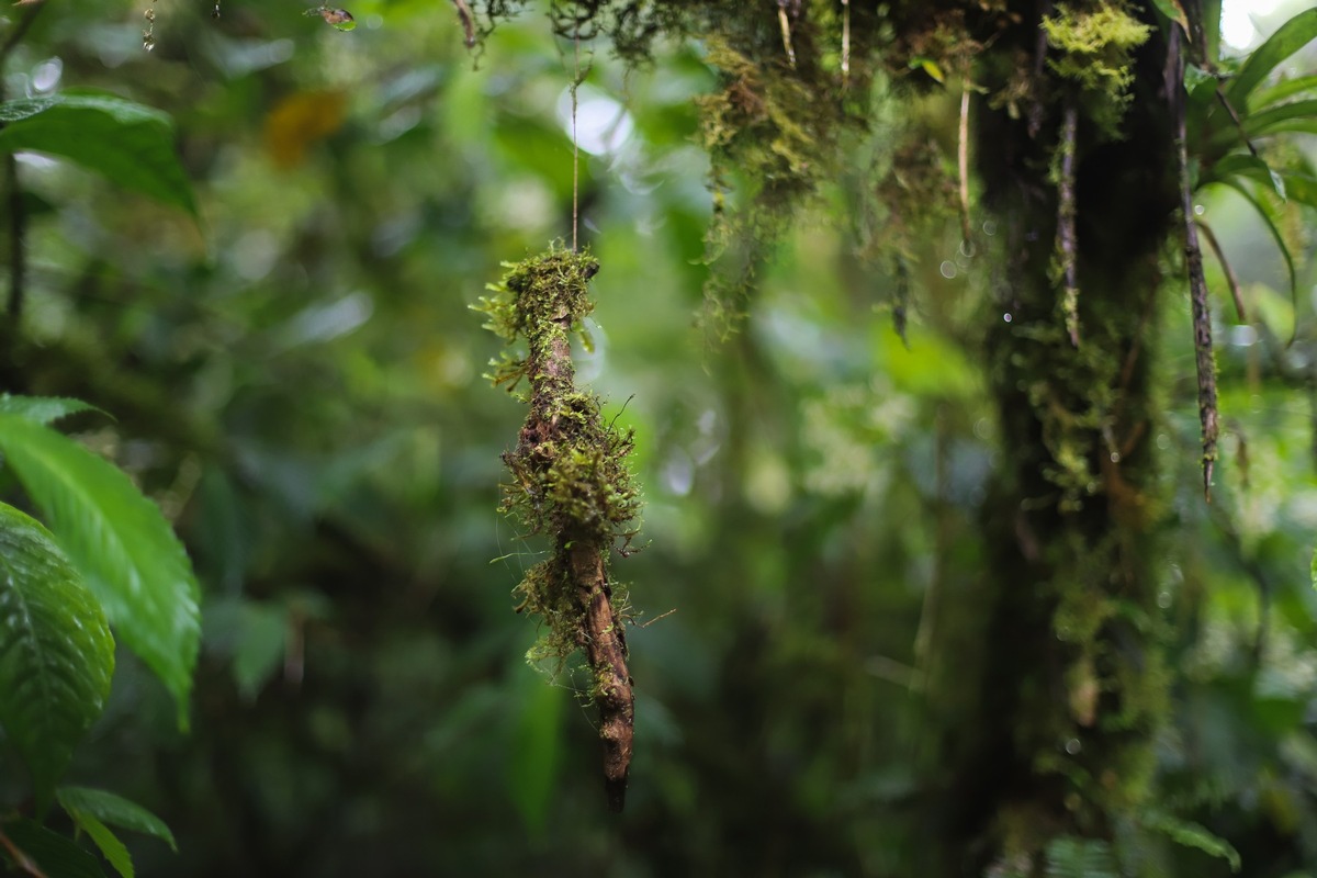 LebensFormen der Neotropis – Einblicke in die Tropen  Fotoausstellung im Botanischen Garten zeigt die Vielfältigkeit der Natur in Costa Rica