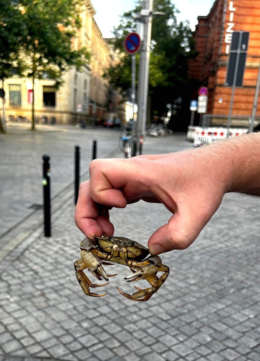 BPOL-HB: &quot;Mr. Crabs&quot; von Bundespolizei gerettet