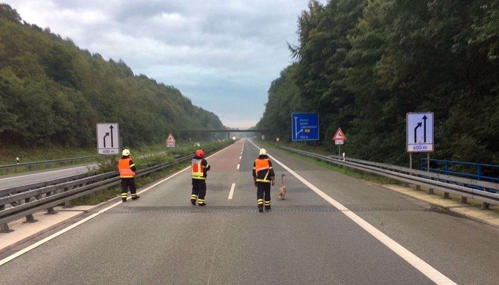 FW-MK: Schwan verirrt sich auf die Autobahn