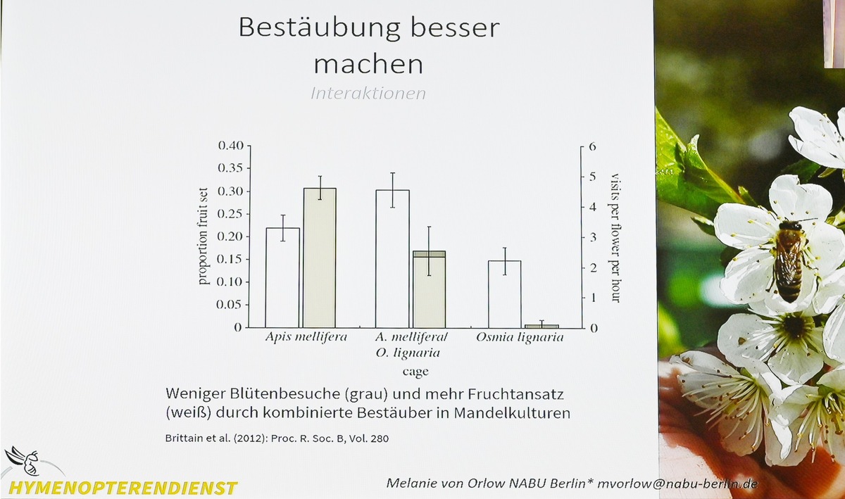 Wild- und Honigbienen: „Konkurrenz macht Früchte“ – Solitärbienentag in Celle