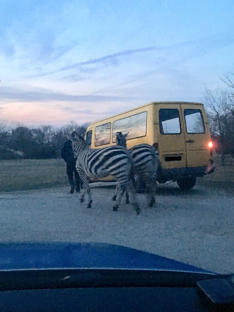 POL-PPRP: Ludwigshafen-Edigheim: Freilaufende Zebras halten Polizei auf Trab