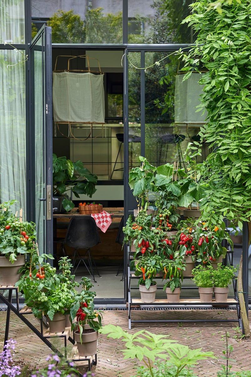 Mit frischer Ernte durch den Sommer / Schmackhafte Gartenzeit mit Obst-, Gemüse- und Olivenpflanzen