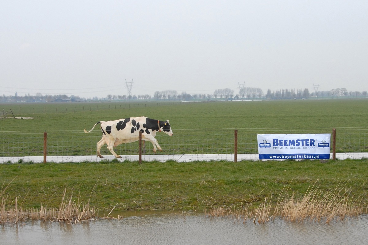 Nachhaltige Milcherzeugung nach &quot;Caring Dairy&quot;: Beemster-Käsehersteller führt erstmalig nachhaltige Milchproduktion  in großem Stil ein