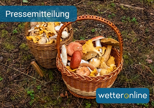 Milder Herbst lässt Pilze sprießen - Ideale Zeit für Sammler