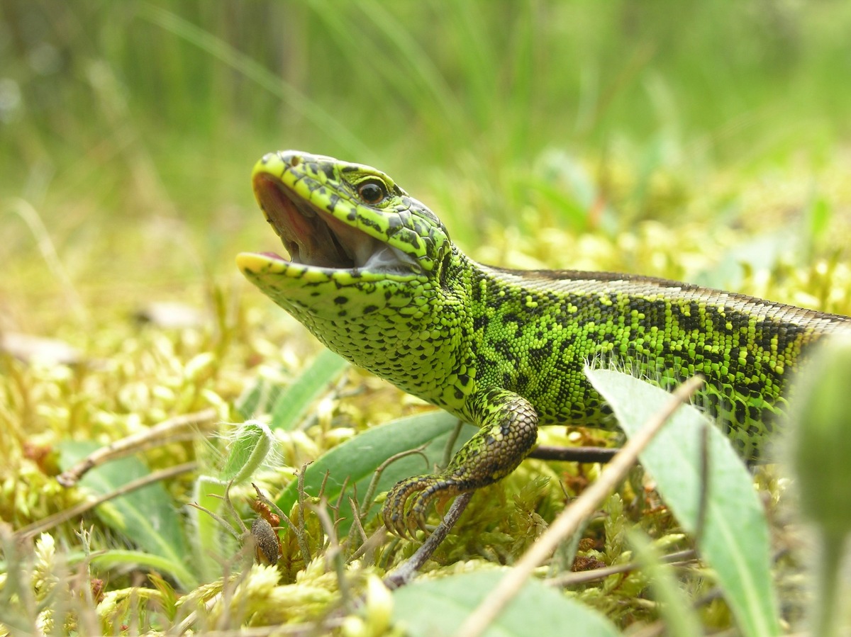 Reptil des Jahres 2020 - Seltene Zauneidechse findet Lebensraum auf DBU-Naturerbefläche Wahner Heide