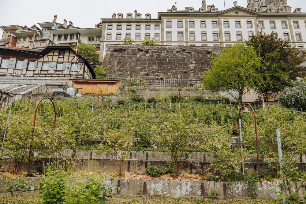 Altstadt-Oase Stiftsgarten: neue Besitzverhältnisse, breites Angebot