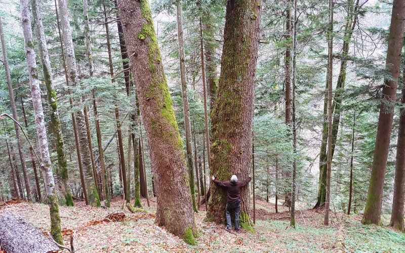 Neue Petition: Europas letzte Urwälder retten!