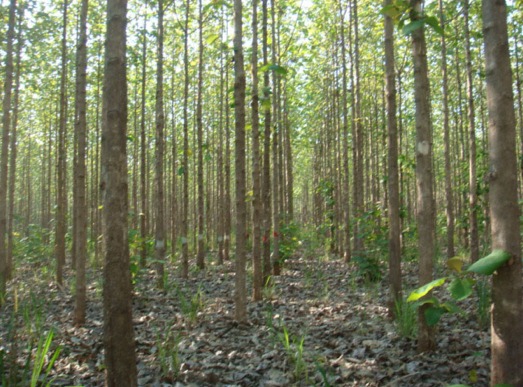 ShareWood zahlt zum 24. Mal Holzerlöse an die Baumeigentümerinnen und -eigentümer aus