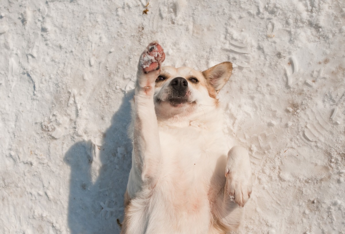 En hiver, les pattes des chiens sont mises à rude épreuve