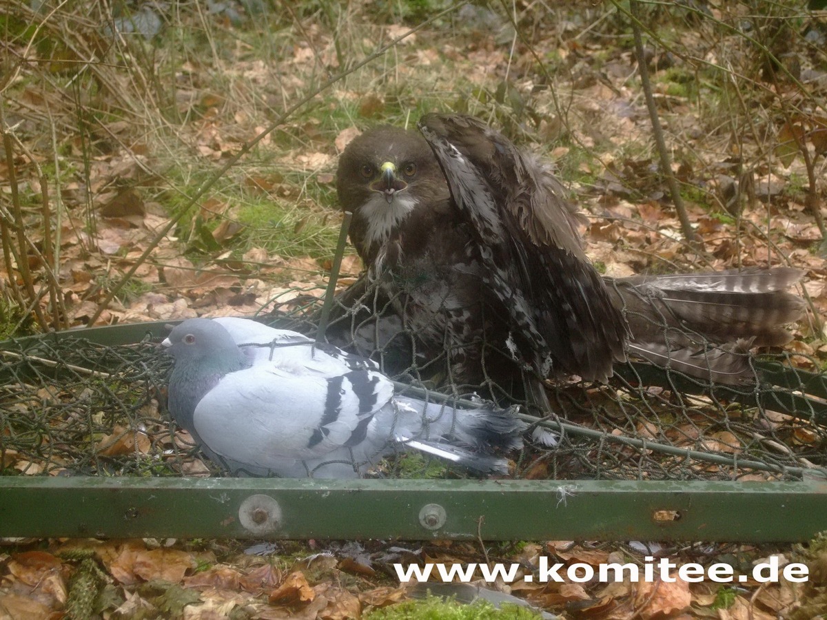 Falkner aus Soest fängt und tötet geschützten Greifvogel - Polizei leitet Strafverfahren ein (mit Bild)