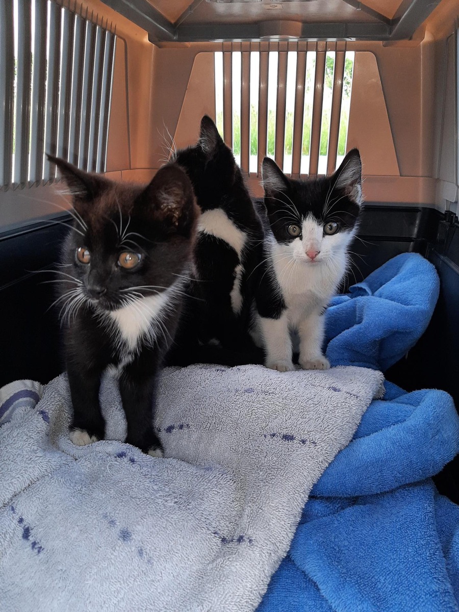 BPOL-HB: Katzenbabys von Bahnstrecke geborgen