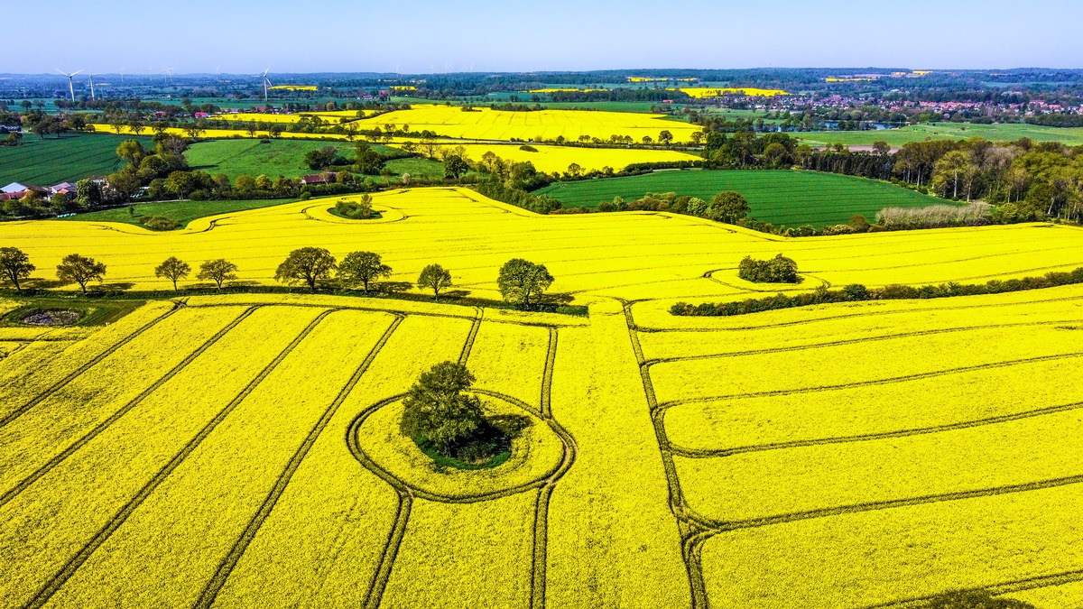 Rapsblüte 2024 / Ein Symbol für Vielfalt und Nachhaltigkeit in der Landwirtschaft