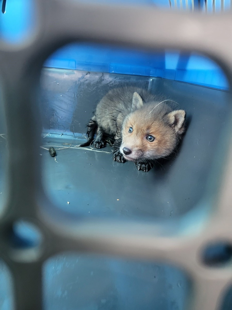 POL-RZ: Fuchsbaby Fiete durch Polizeibeamte gerettet