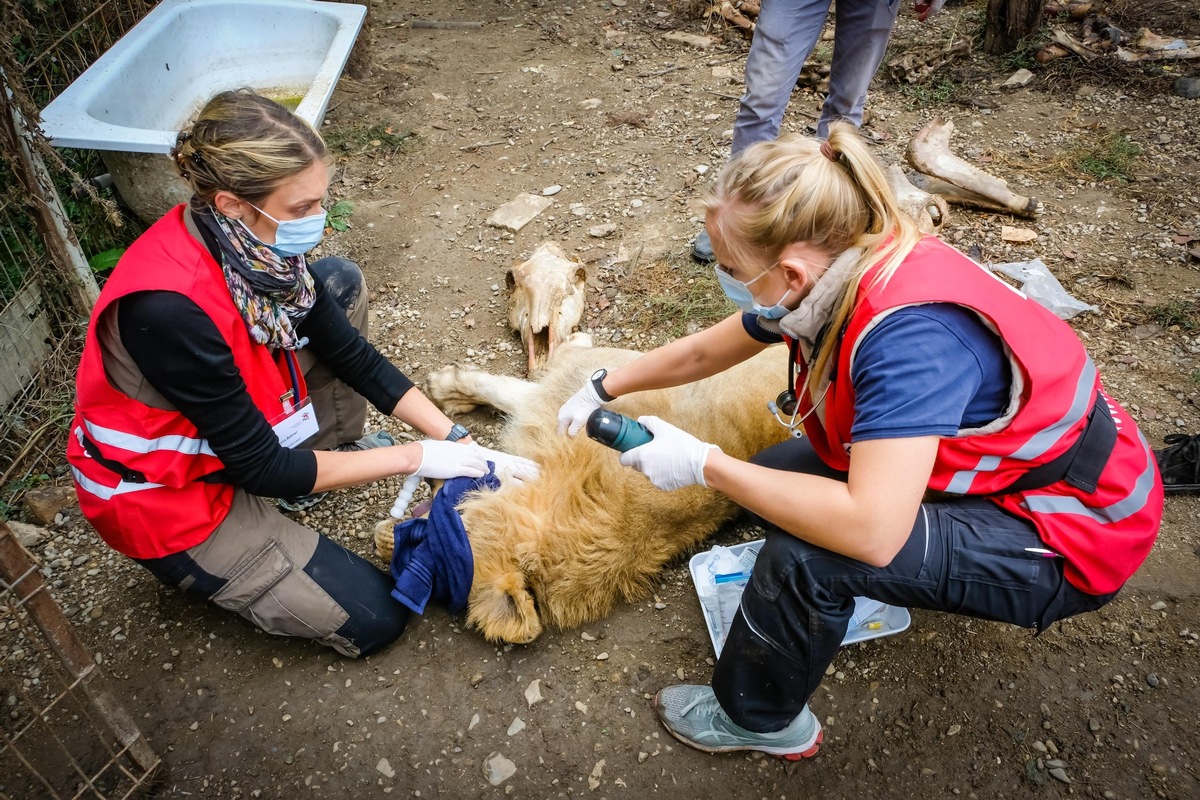 Après un voyage à travers toute l’Europe, sept lions sauvés arrivent dans un refuge aux Pays-Bas