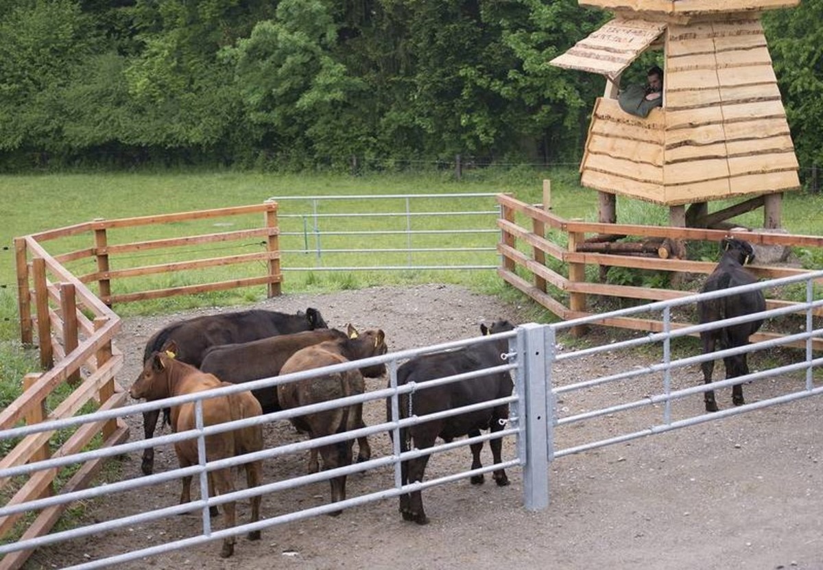 Enfin une percée dans les méthodes d&#039;abattage: les animaux ont désormais le droit de mourir là où ils sont nés