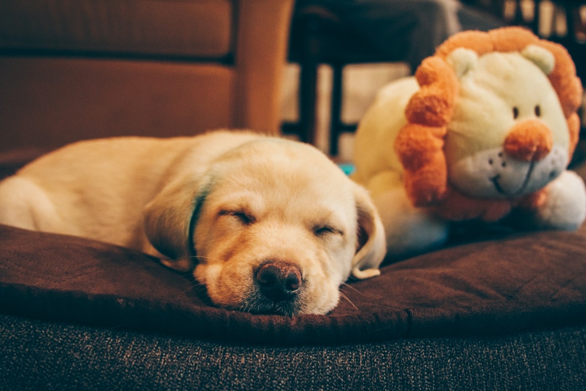 Weihnachtsgeschenke: Tiere sind keine Ware