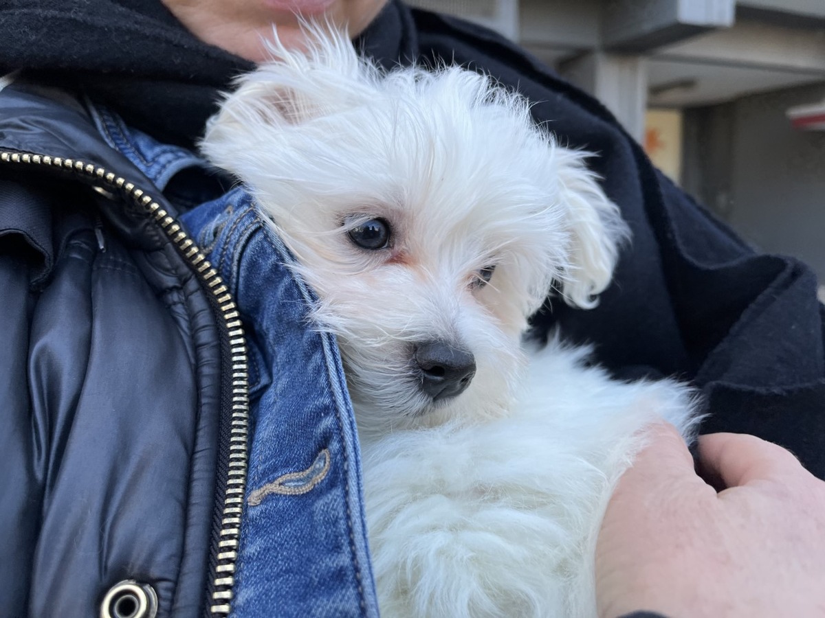 Ventes inquiétantes de chiots pendant la période Corona