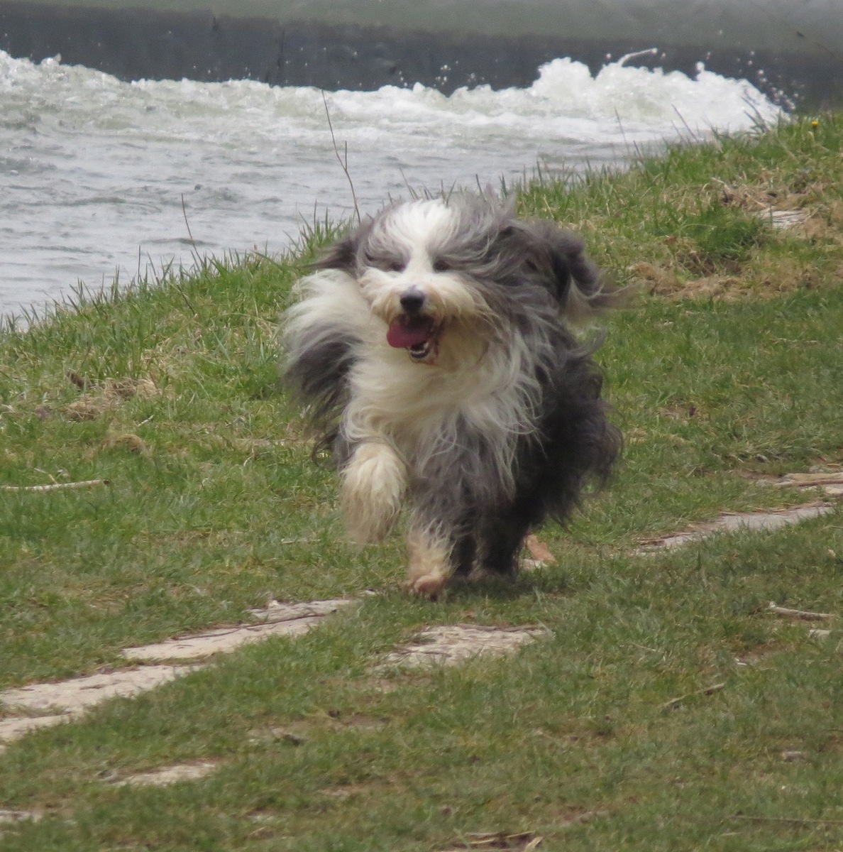 Im Frühling fliegen bei Hunden und Katzen die Haare