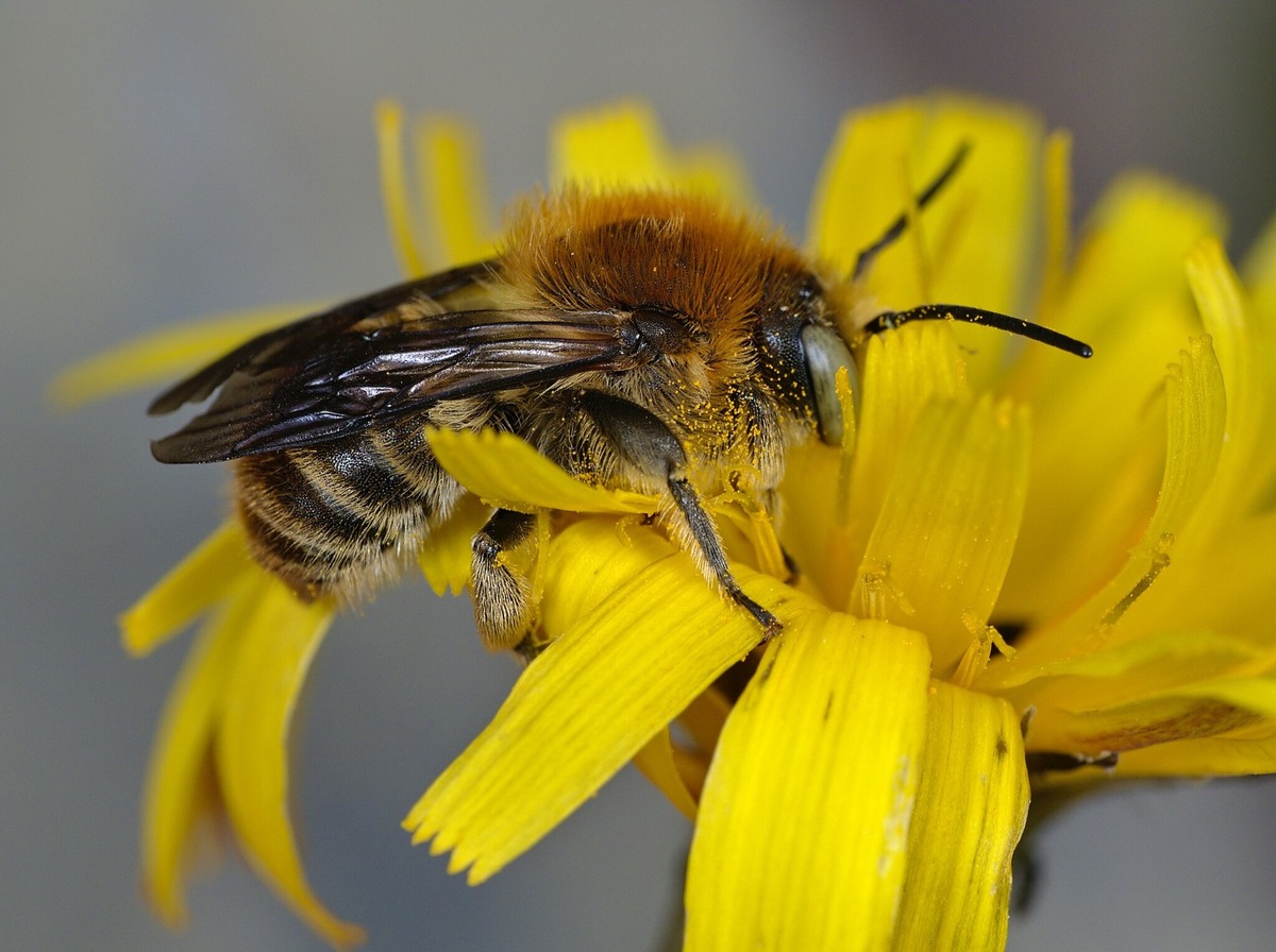 ++ Ökotipp Wildbienen Weniger tun, mehr lassen So gelingt der