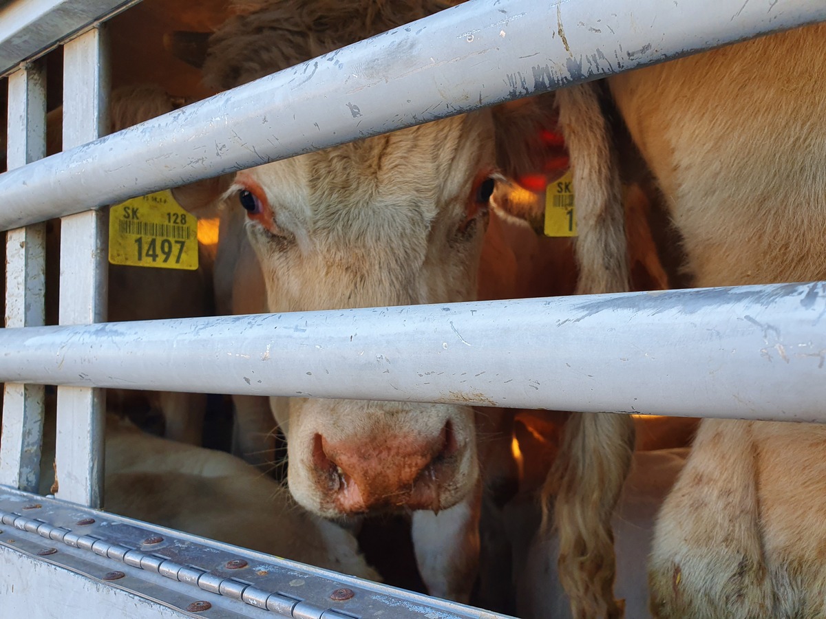 100 Gründe, 100 Forderungen – Animals‘ Angels liefert Fakten zur Überarbeitung der Tierschutztransportverordnung der EU