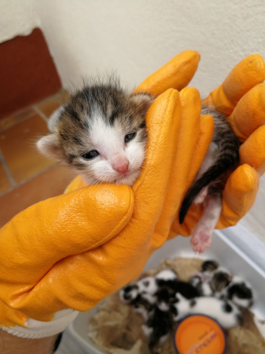 POL-PDLU: Verstoß gegen das Tierschutzgesetz