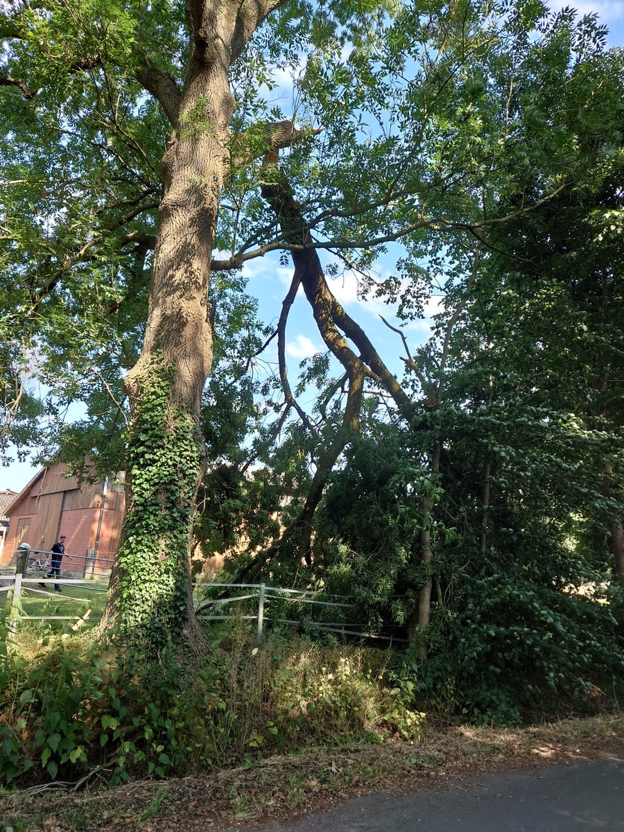 FFW Schiffdorf: Großer Ast droht auf Straße zu stürzen - Feuerwehr greift ein