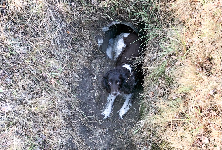 POL-ST: Ochtrup, Polizei rettet Hund aus Graben