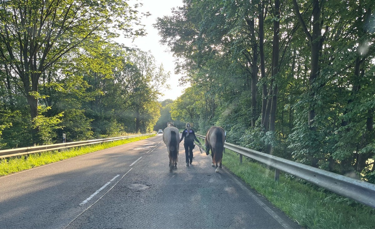 POL-SU: Verkehrsbehinderung durch freilaufende Pferde