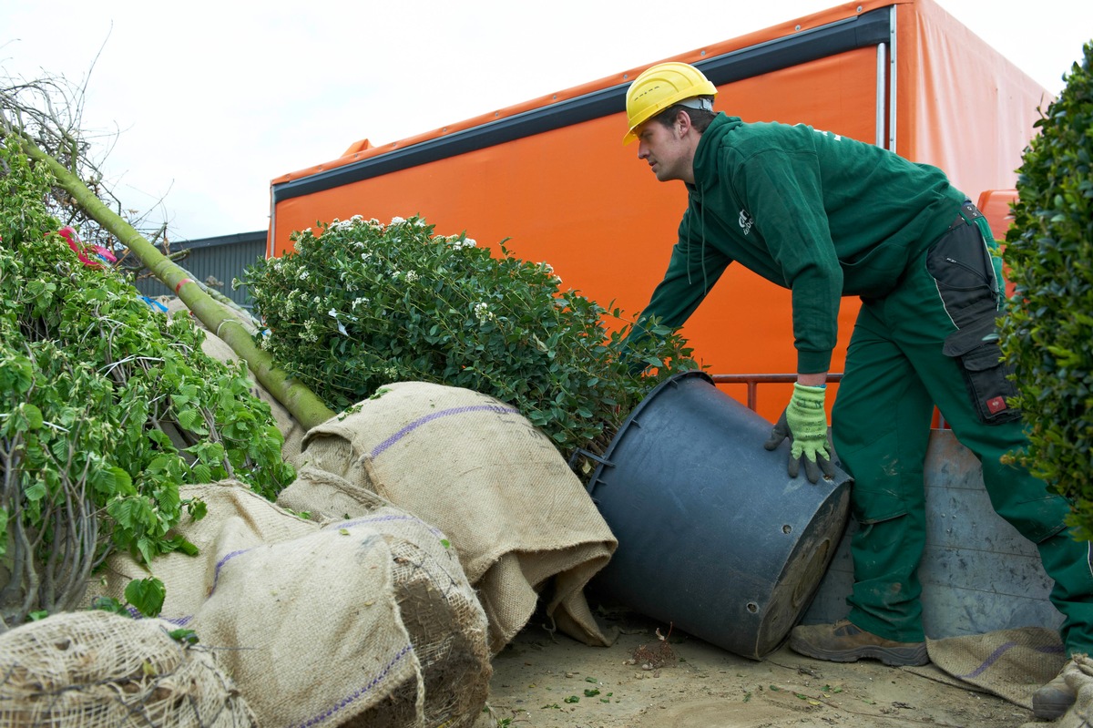 Baum auf Reisen: Wie verpackt man eine Eiche? / Logistik in der Baumschule / Baumschulen verbinden gärtnerisches Handwerk mit moderner Technik