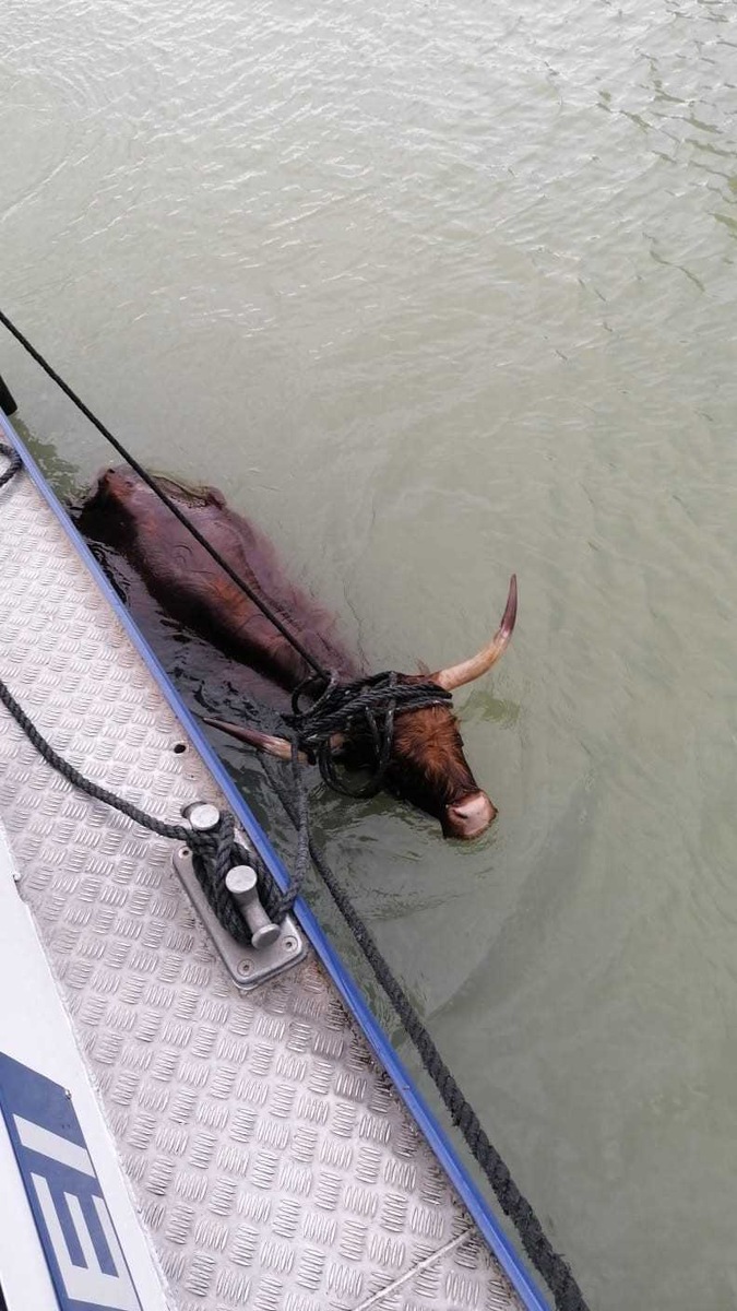 POL-DU: Münster: Bei den Hörnern gepackt - Wasserschützer retten Rind aus dem Kanal