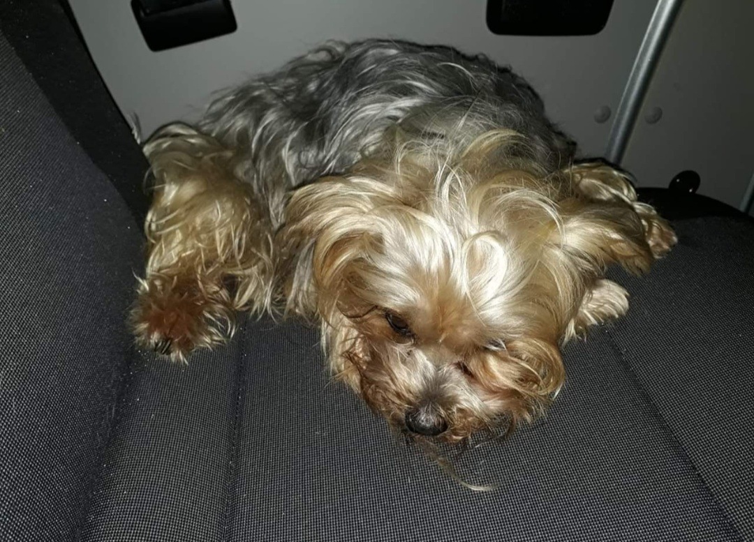 POL-OL: Besitzer eines Yorkshire Terrier in Augustfehn gesucht.