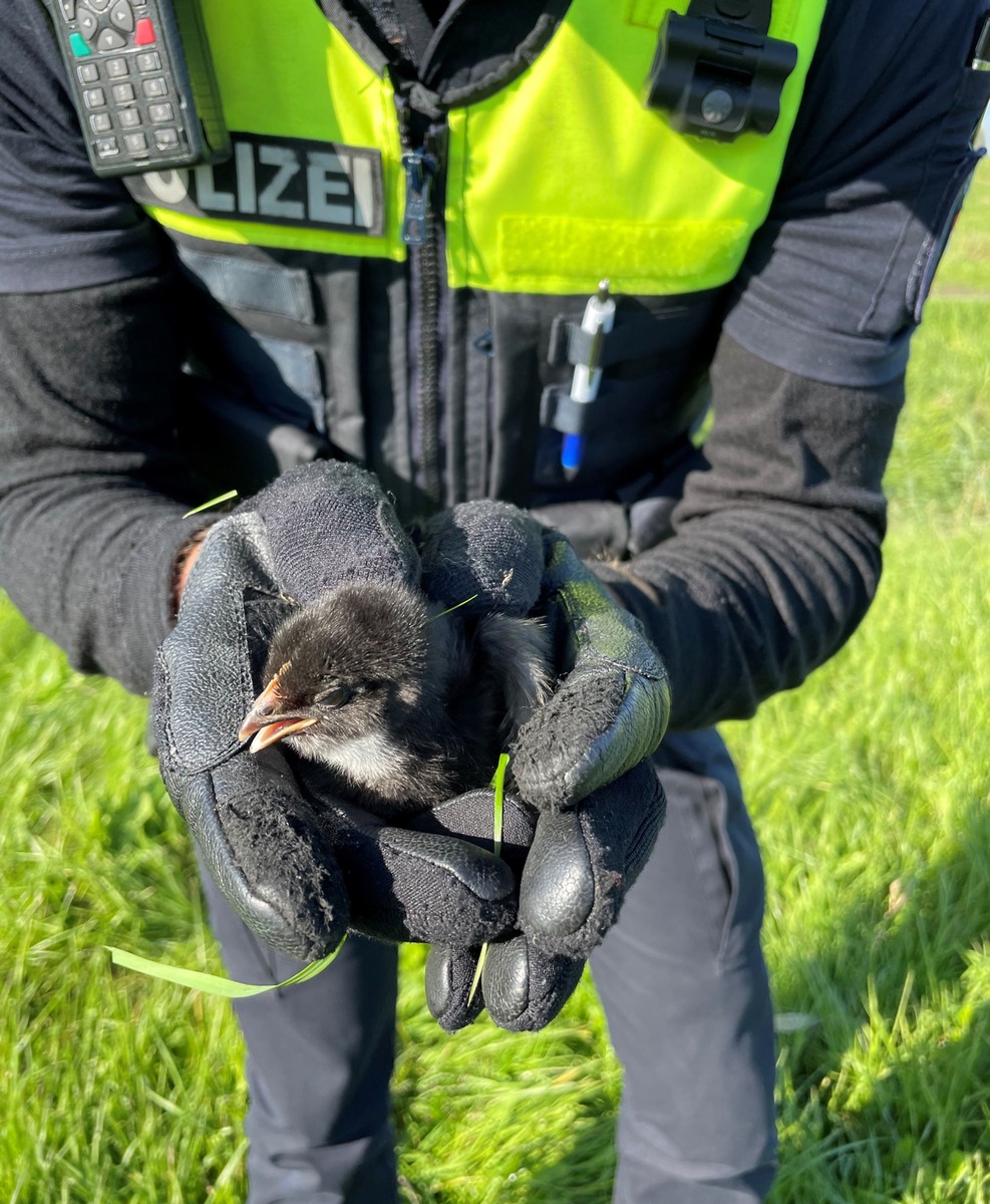 POL-DEL: Landkreis Wesermarsch: Tiere in Brake ausgesetzt +++ Zeugenaufruf