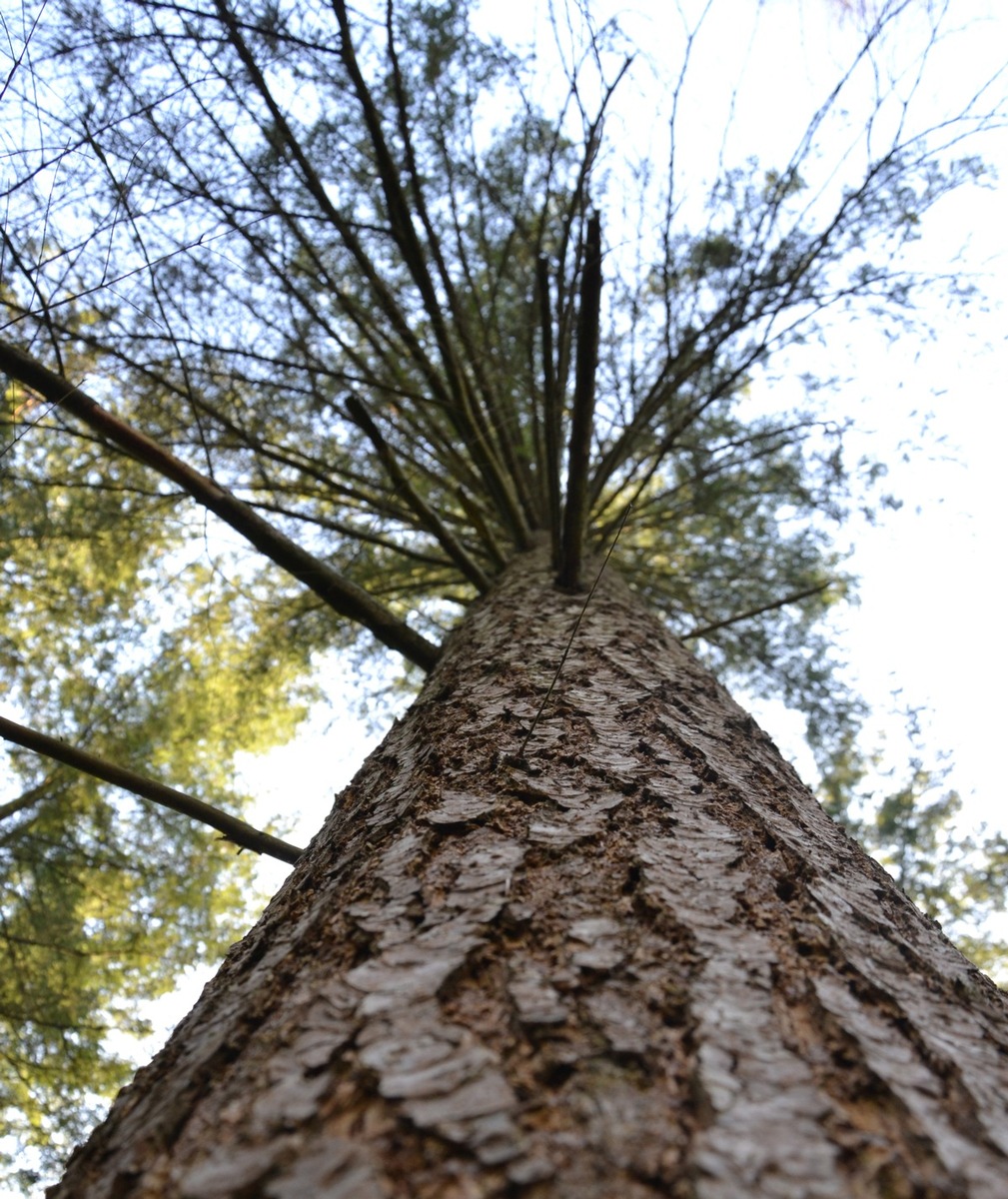 DBU Naturerbe: Stämme aus der Ueckermünder Heide entnommen – Traditionsschiffverein will neue Rah fertigen