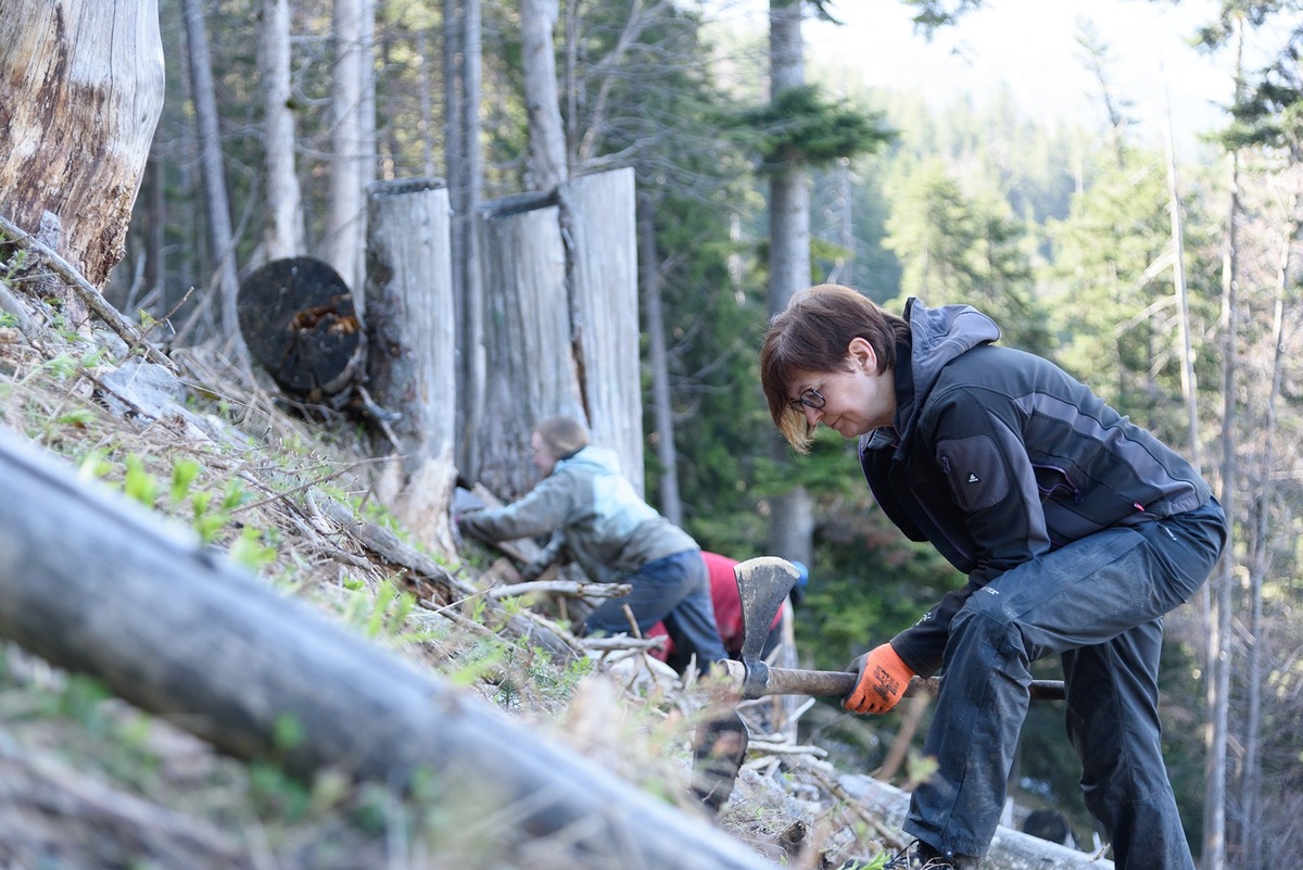 Fast 90 Ehrenamtliche im Einsatz für den Schutzwald: Das Bergwaldprojekt e.V. beim Forstbetrieb Schliersee und in Holzkirchen