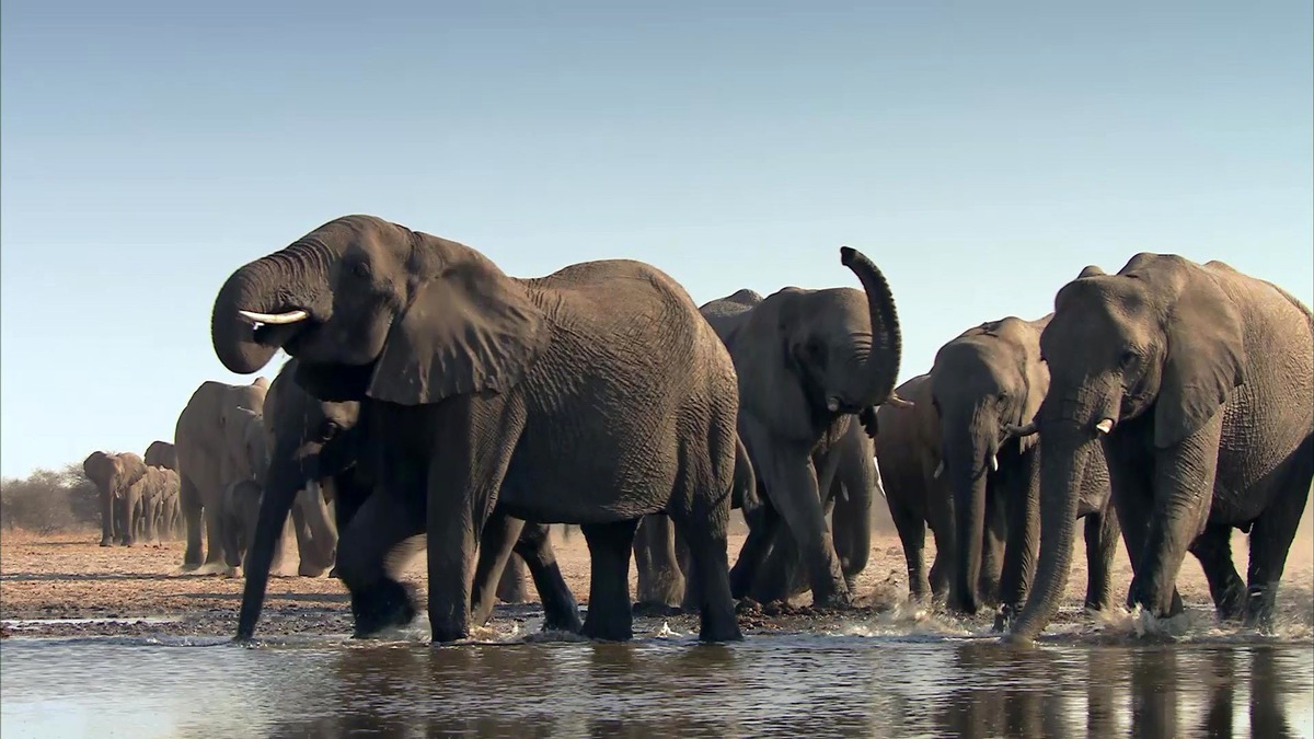 Bibel TV zeigt beeindruckende Naturdokumentationen aus dem Reich der Wildtiere / Ab 6. Januar sendet Bibel TV drei hochwertig produzierte Tierdokumentationen - jeweils mittwochs um 20.15 Uhr