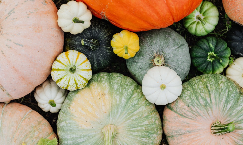 Herbstsaison ist Gemüsesaison