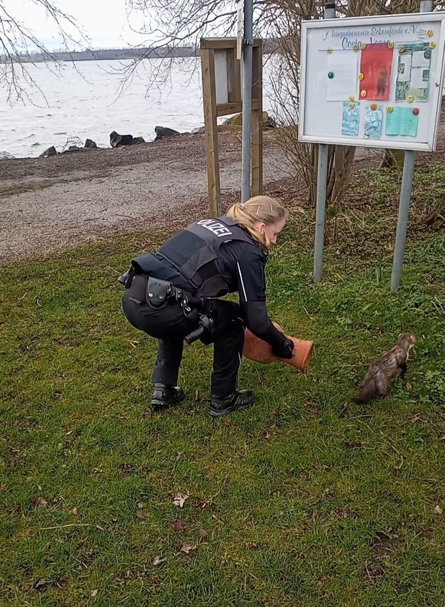 POL-NMS: 240328-2-pdnms Marder nach Einbruch in Wohnung wieder freigelassen