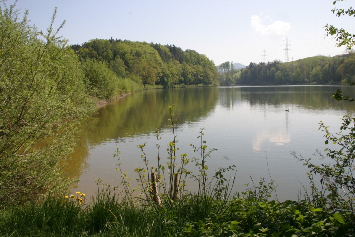 SAK Medienmitteilung: Heckenrodung am Gübsensee