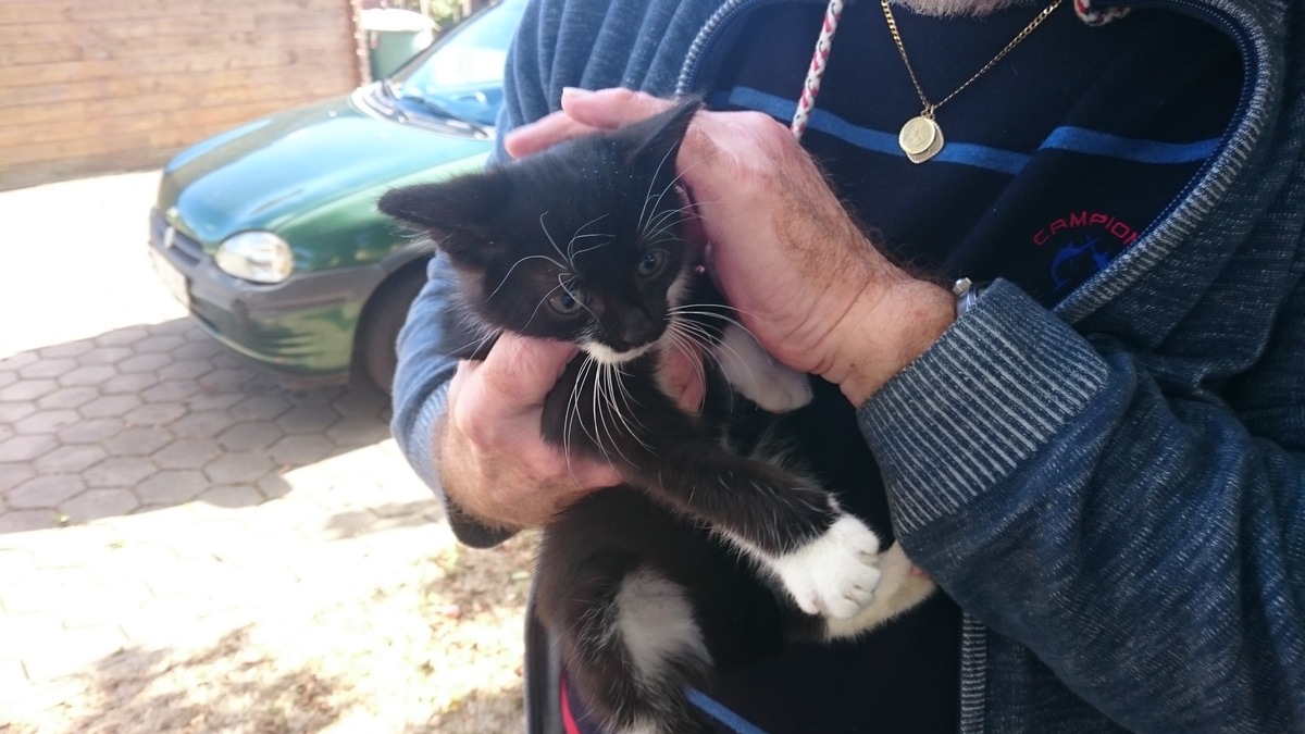 FW-WRN: Steromusik und Katze im Baum