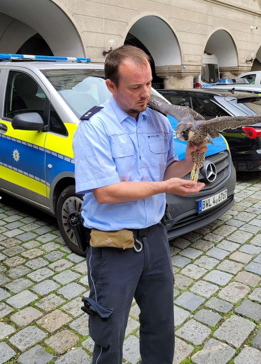 POL-UL: (UL) Ulm - Verletzter Greifvogel in Ulm gerettet / Die Polizei übergab am Donnerstag einen flugunfähigen Wanderfalken an die Auffangstation.