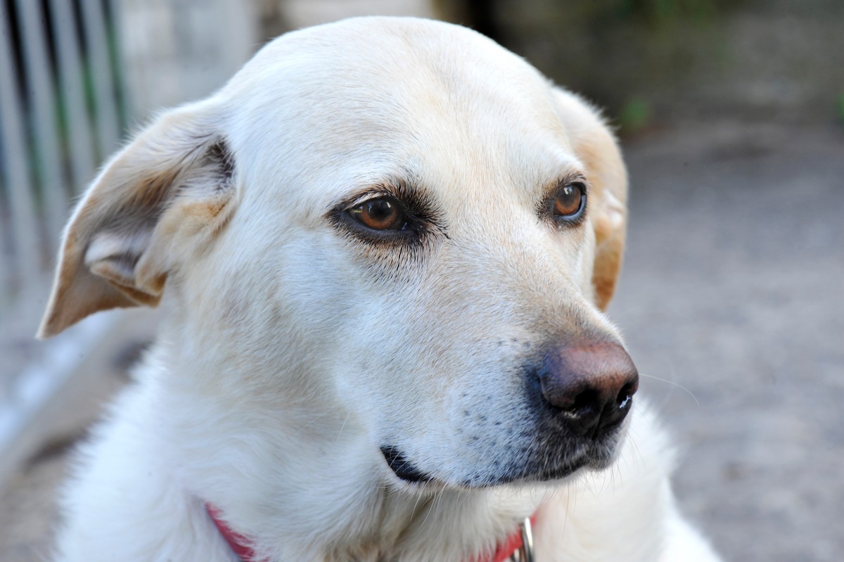 Tipps für den Alltag: Der beste Freund der Familie / Aufpassen allein reicht nicht aus beim Hüten fremder Hunde (mit Bild)