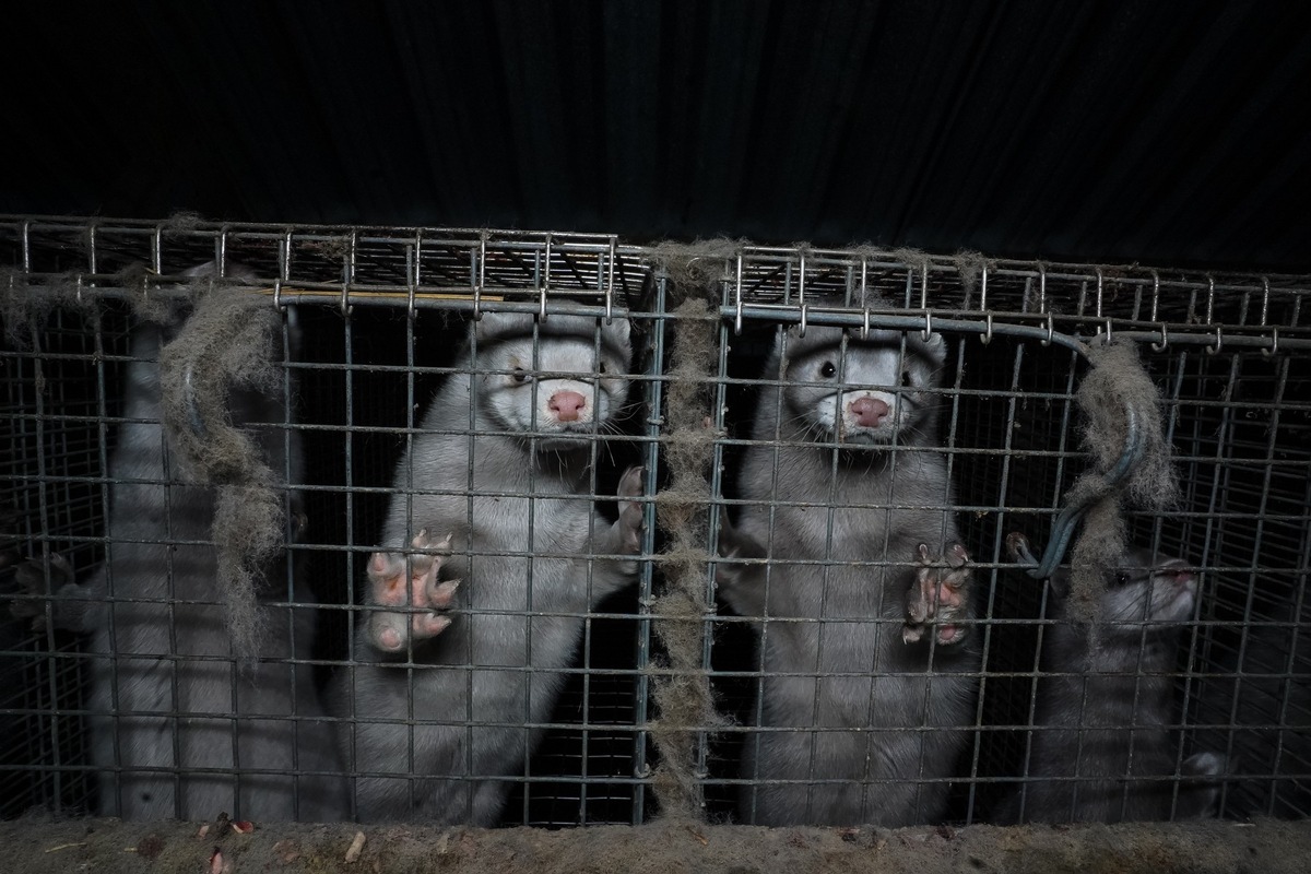 Internationale Schauspielgrössen unterstützen Tierschutzkampagne