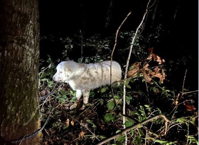 POL-H: Davenstedt: Ausgesetzter Hund sorgt für Polizei- und Feuerwehreinsatz