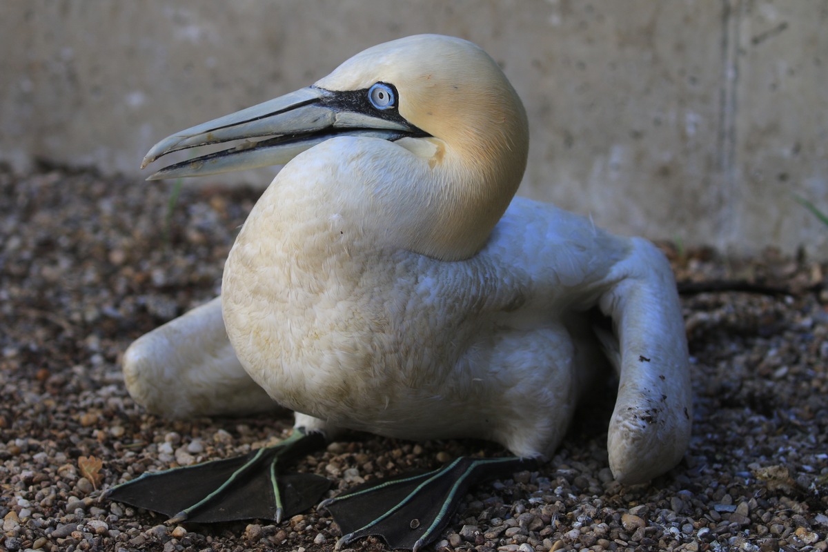 Sensation: Basstölpel in Bayern bruchgelandet / Hochseevogel in der Oberpfalz gefunden - geschwächtes Tier wird in LBV-Vogelauffangstation gepflegt - Auswilderung an der Nordsee geplant