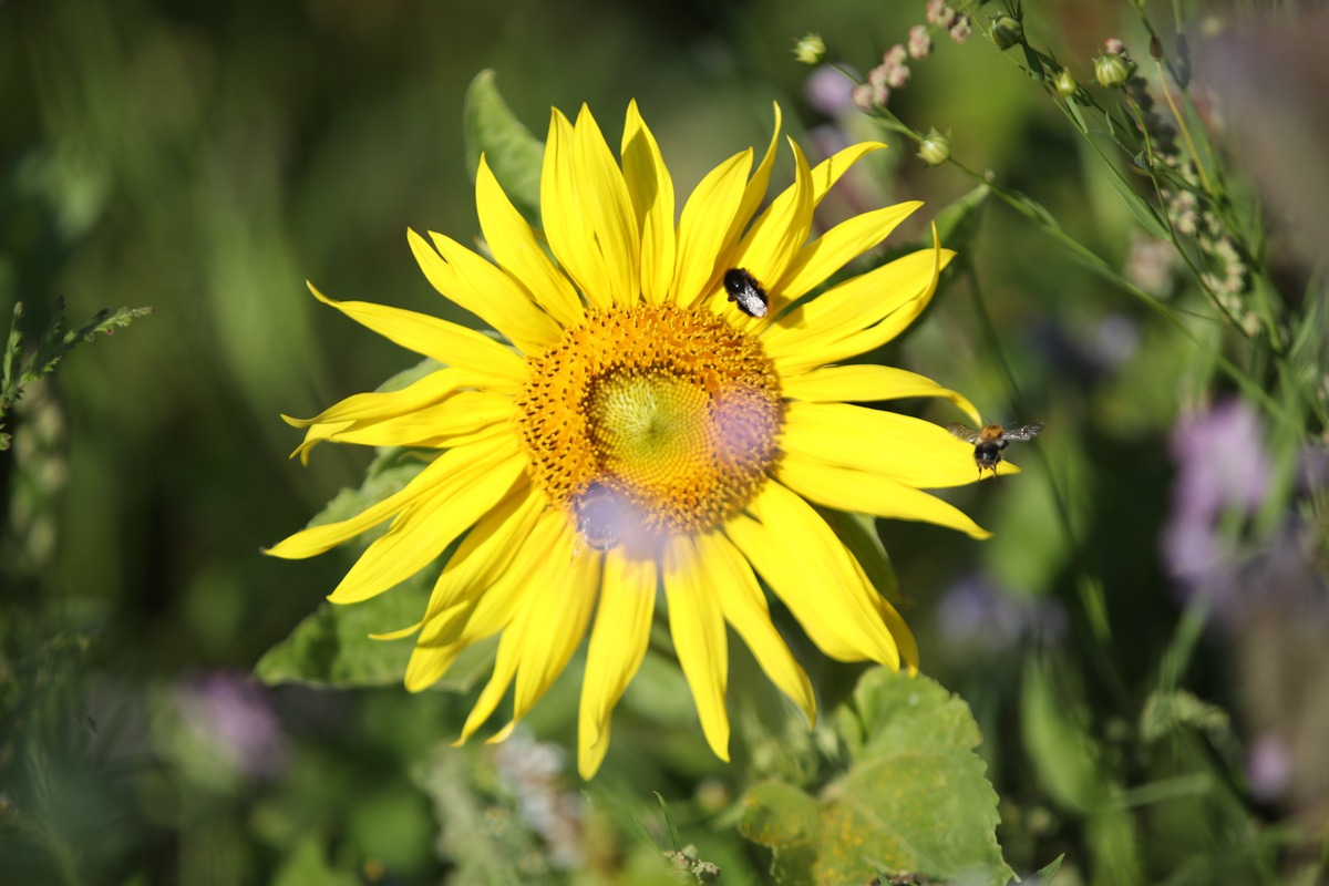 &quot;Mach mit! Lass Blumen blühen!&quot; / Flower-Power für mehr Insekten-Power